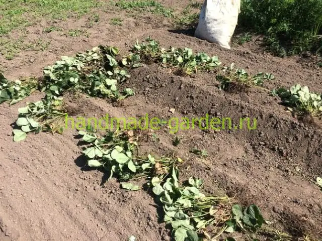 Для клубники лучше всего подходит плодородная и легкая почва