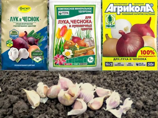 Эффективные препараты для обработки чеснока перед посадкой Эффективные препараты для обработки чеснока перед посадкой