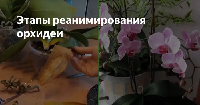 Как спасти орхидею с увядшими листьями Как спасти орхидею с увядшими листьями