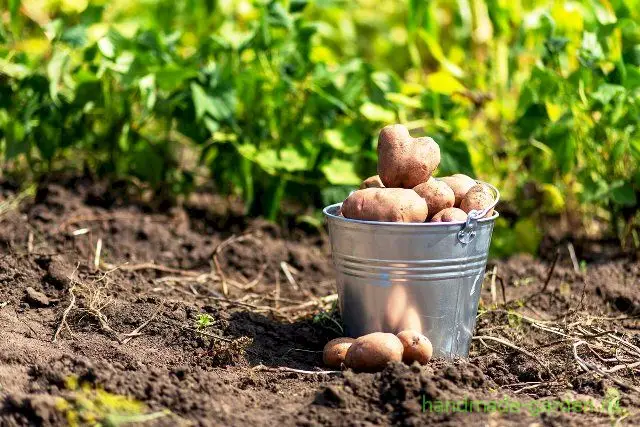 Когда копать картофель Когда копать картофель на хранение