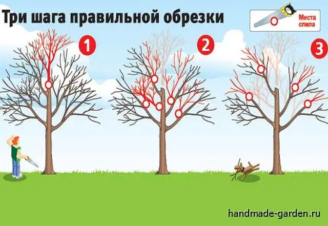 Как омолодить старую яблоню