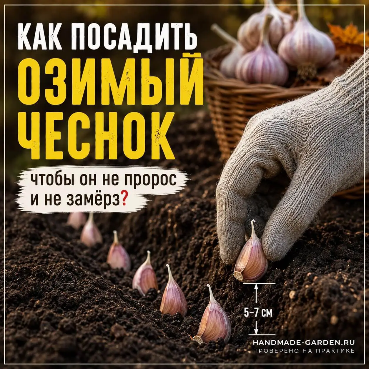 Почему озимый чеснок вымерзает или прорастает? Разбираем ошибки