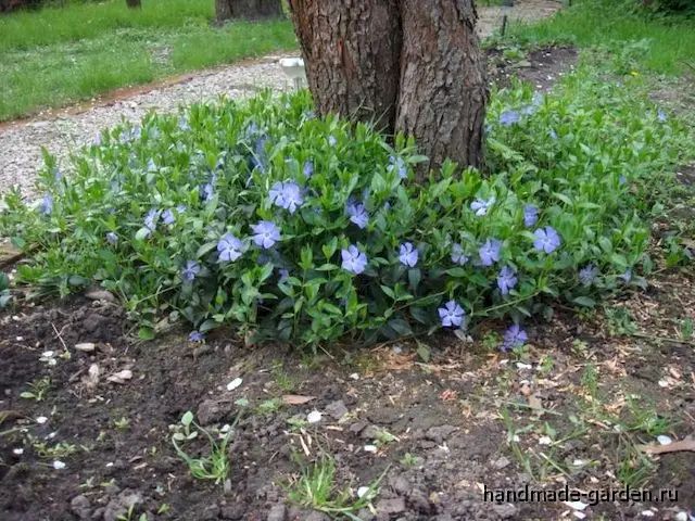 Размножение барвинка Размножение барвинка