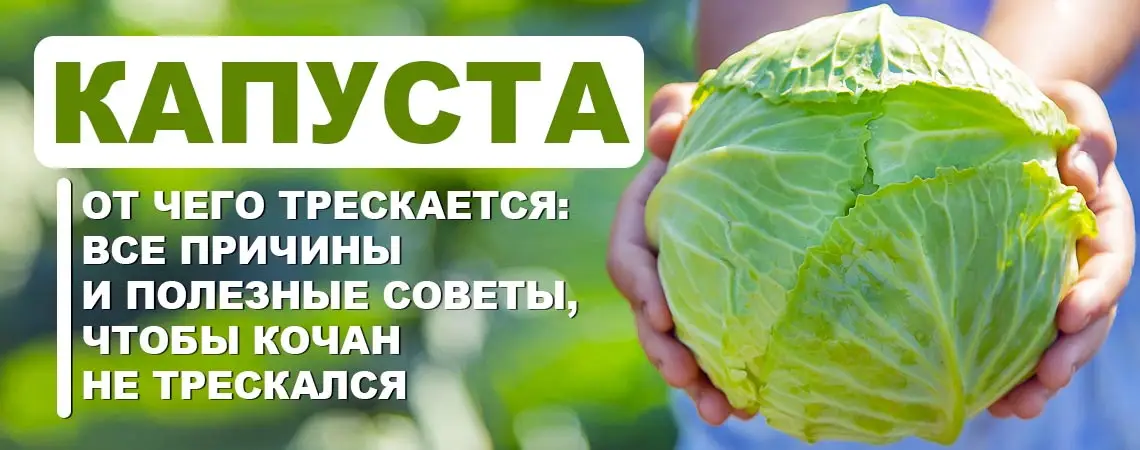Способы профилактики трескания головок капусты Способы профилактики трескания головок капусты
