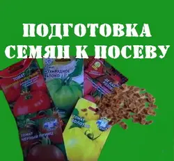 Подготовка и обработка семян