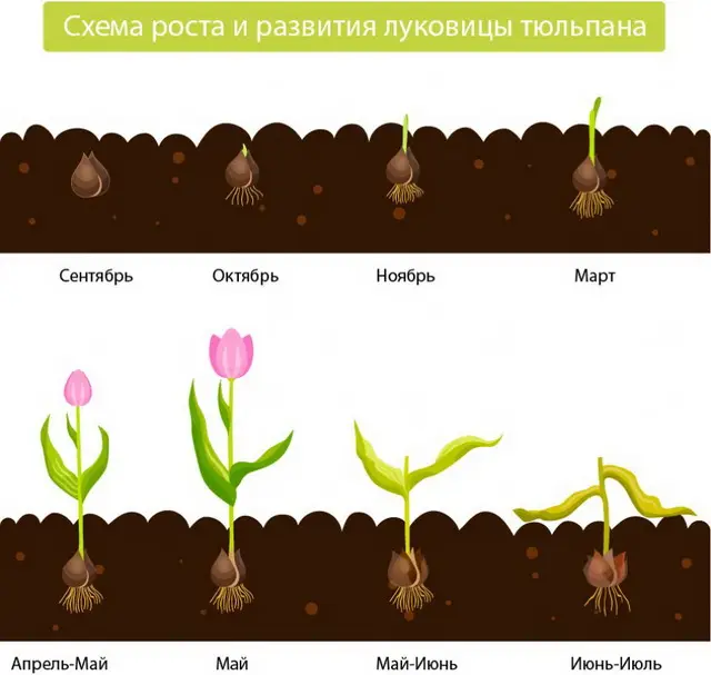 Что делать с тюльпанами после цветения? Что делать с тюльпанами после цветения?