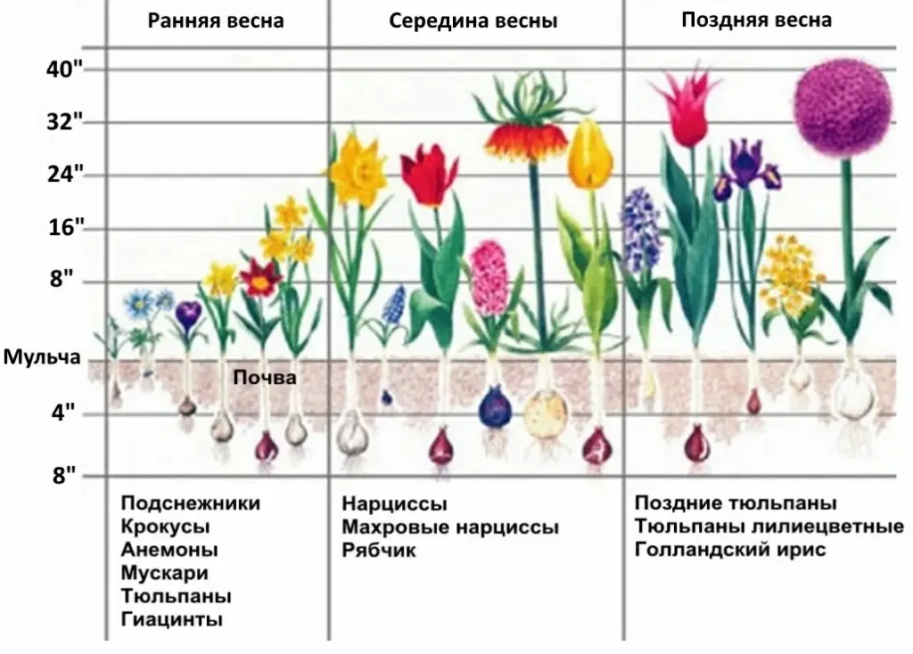 Когда сажать луковичные цветы весной? Когда сажать луковичные цветы весной?