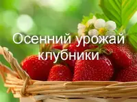 хороший урожай клубники