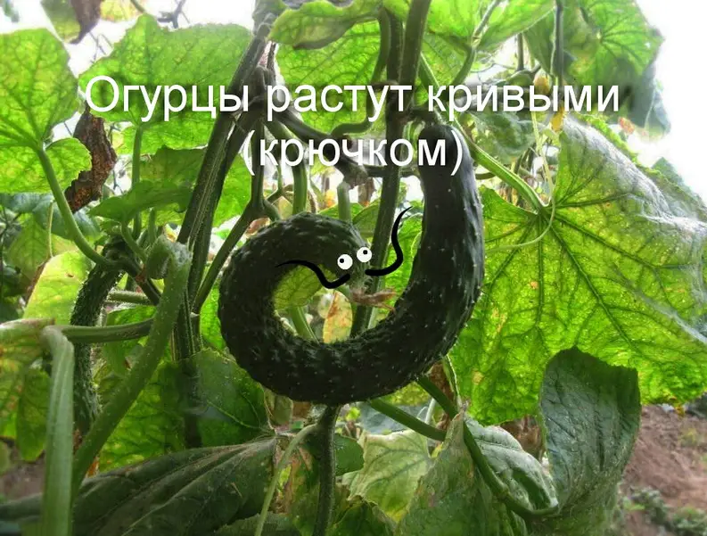 огурцы растут кривыми (крючком)