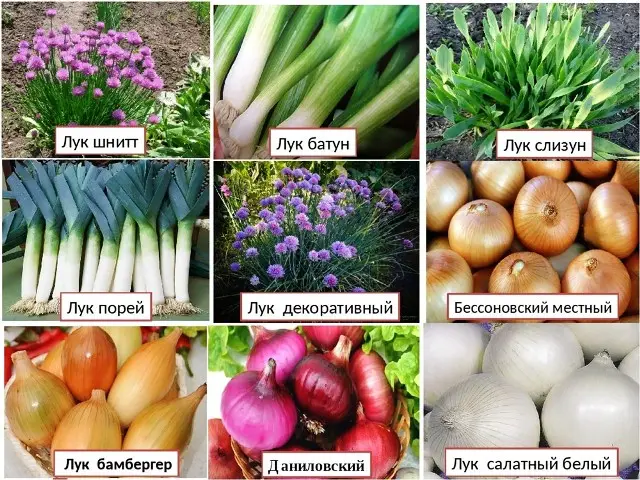 Оптимальные сроки посадки лука Оптимальные сроки посадки лука