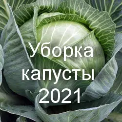 Сроки уборки капусты