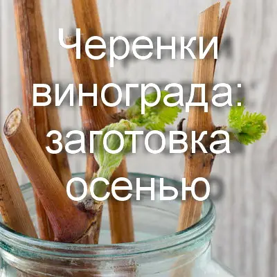 Черенки винограда: заготовка осенью