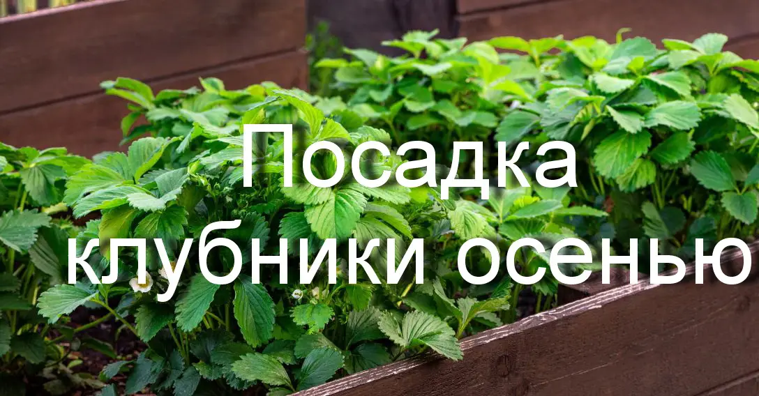 Узнайте как посадить клубнику в сентябре Узнайте как посадить клубнику в сентябре