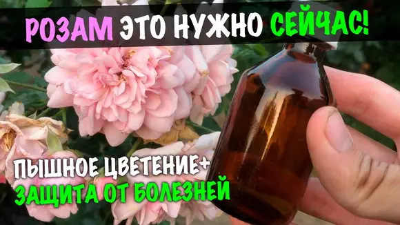 Как подкармливать розы йодом Как подкармливать розы йодом