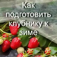 Как подготовить клубнику к зиме