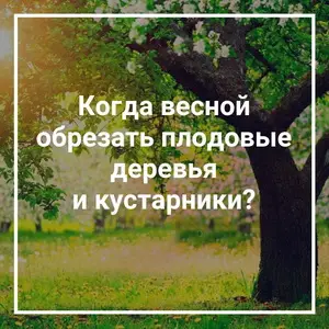 Обрезка садовых деревьев весной
