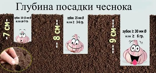 После чего можно сажать чеснок под зиму, хорошие предшественники После чего можно сажать чеснок под зиму, хорошие предшественники
