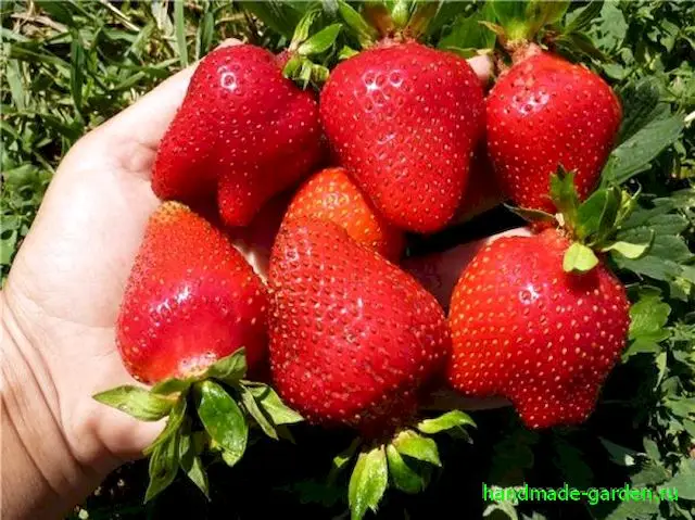 Клубника Монтерей