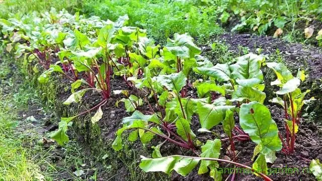 Удобрения и препараты для подкормки свеклы в июле Удобрения и препараты для подкормки свеклы в июле