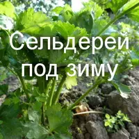 ПОСЕВ СЕЛЬДЕРЕЯ ПОД ЗИМУ