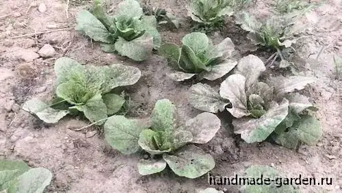 Какая зола лучше для удобрения