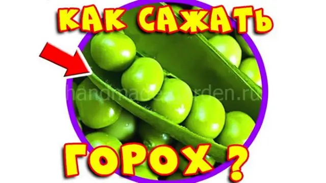 Когда сажать горох в мае