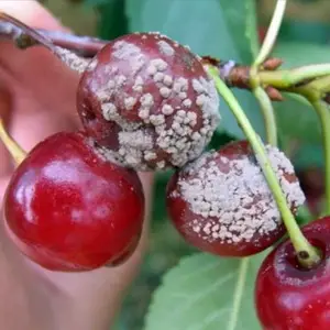 Бурая гниль косточковых деревьев