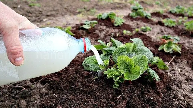 Народные методы удобрения клубники Народные методы удобрения клубники