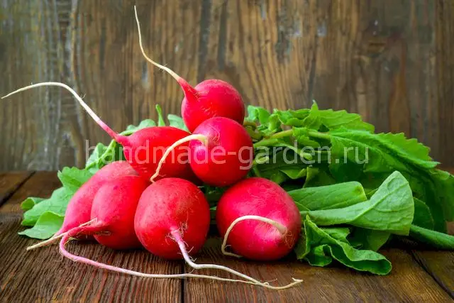Редис часто страдает от крестоцветной блошки Редис часто страдает от крестоцветной блошки