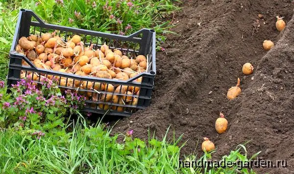 Посадка картофеля в траншеи