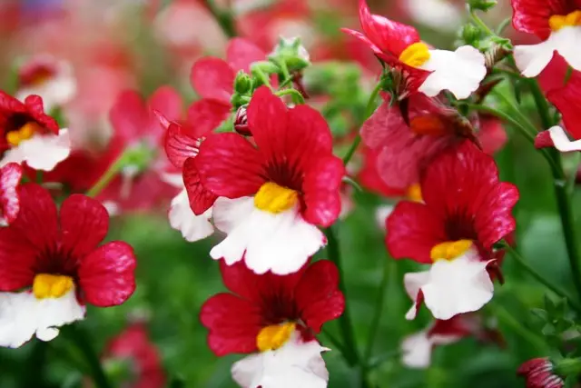 Немезия зобовидная (Nemesia strumosa) Немезия зобовидная (Nemesia strumosa)