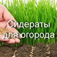Сидераты для огорода