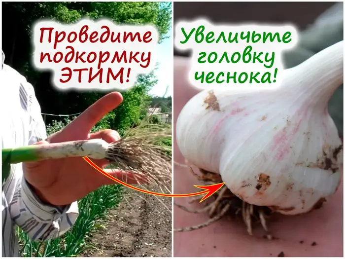 Секреты крупного чеснока Секреты крупного чеснока