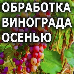 Обработка винограда от болезней и вредителей осенью