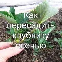 Как пересадить клубнику осенью