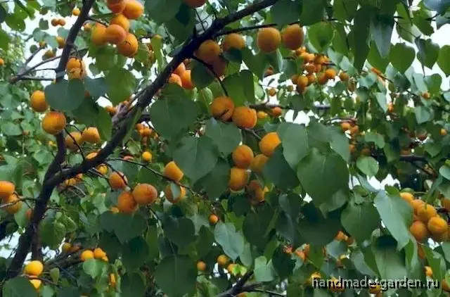 Как ухаживать за абрикосом и увеличить урожайность