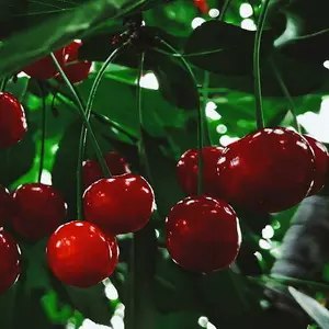 Сбор урожая вишни в саду