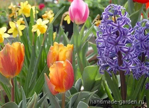 Посадка&nbsp;луковичных: 10 советов