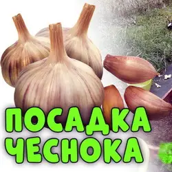Как правильно сажать чеснок?