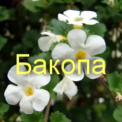 Основные правила ухода за бакопой