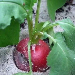 черная ножка у редиса