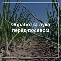 Существуют следующие растворы для обработки лука: