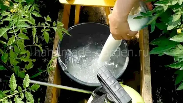 Чем подкормить томаты после высаживания в открытый грунт Чем подкормить томаты после высаживания в открытый грунт