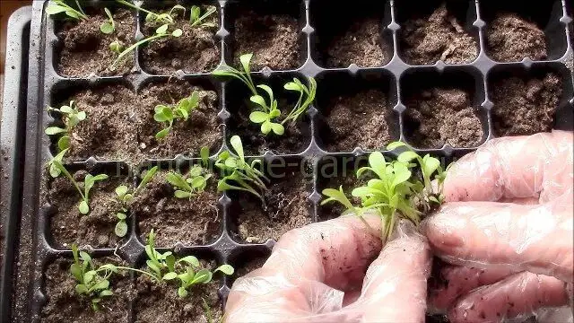 Пикировка рассады Пикировка рассады