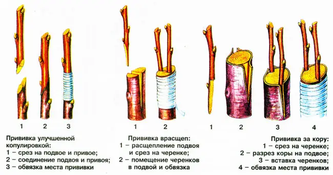 Виды и способы прививки