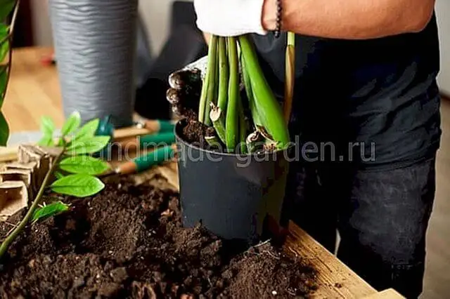 Этапы пересадки Этапы пересадки