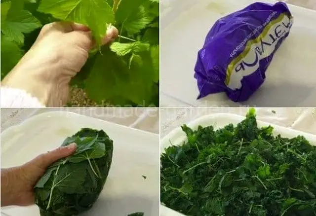 Альтернативные способы заготовки листьев