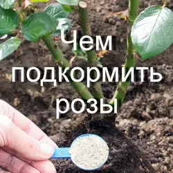 Как и чем подкармливать розу