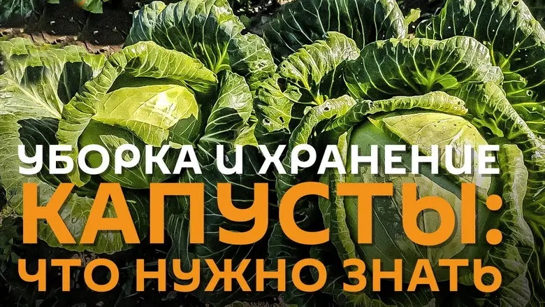 Как правильно убирать капусту с грядки на хранение
