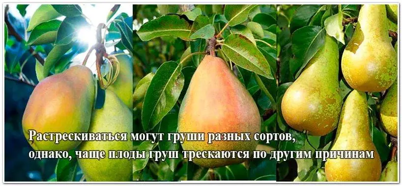 Как не дать грушам потрескаться Как не дать грушам потрескаться